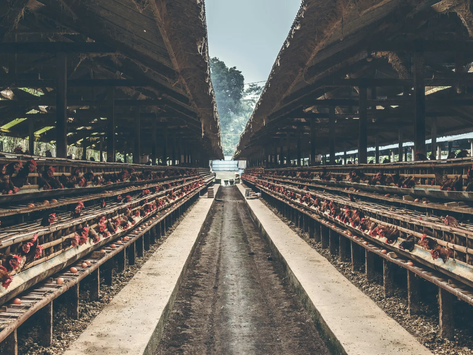 Rows of poultry housing in a long barn