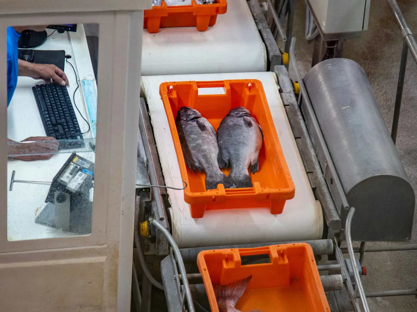 Fresh fish in orange crates on a processing conveyor